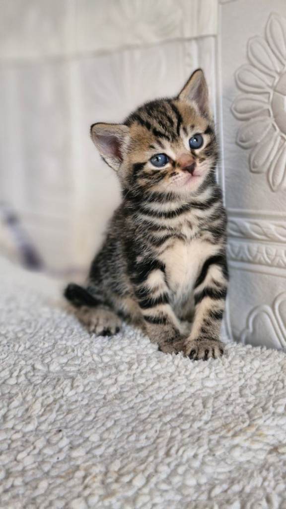 Mixed Breed kittens 