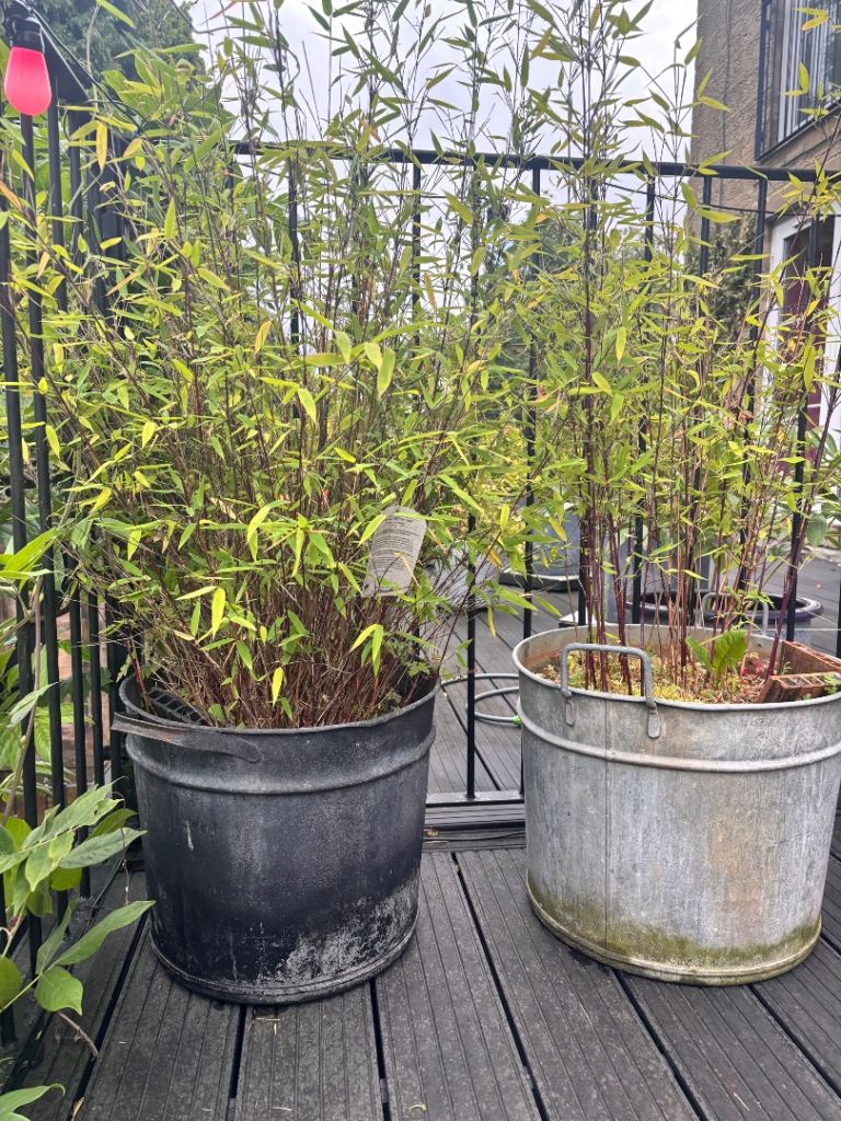 Pair of Bamboo Plants in Large Metal Planters