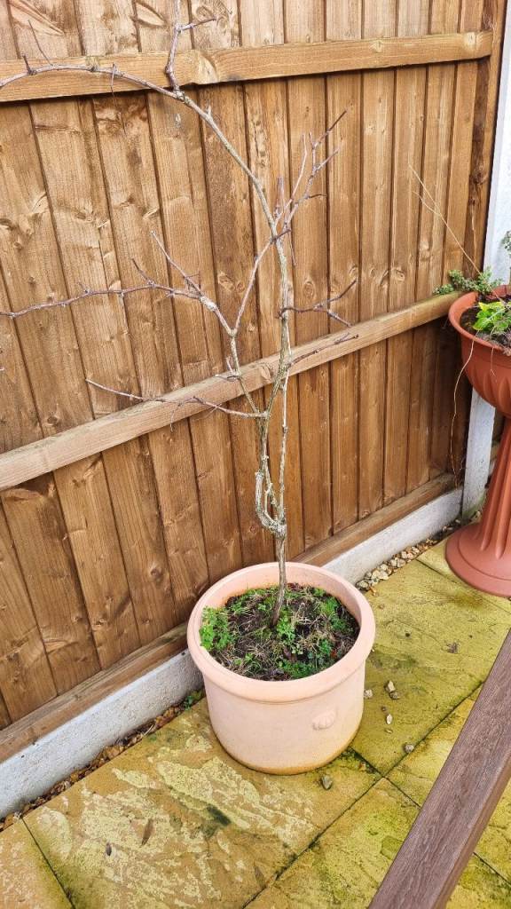 Grapevine (Grape Vine) with Buds – Large Ceramic Pot