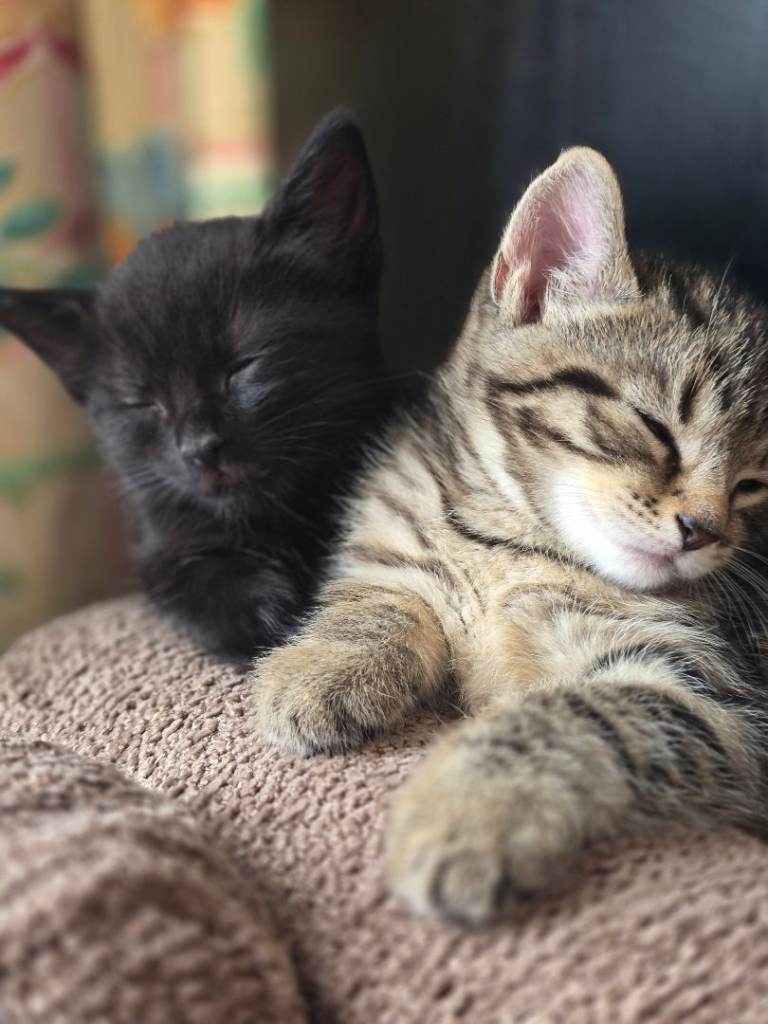 Beutiful kittens 