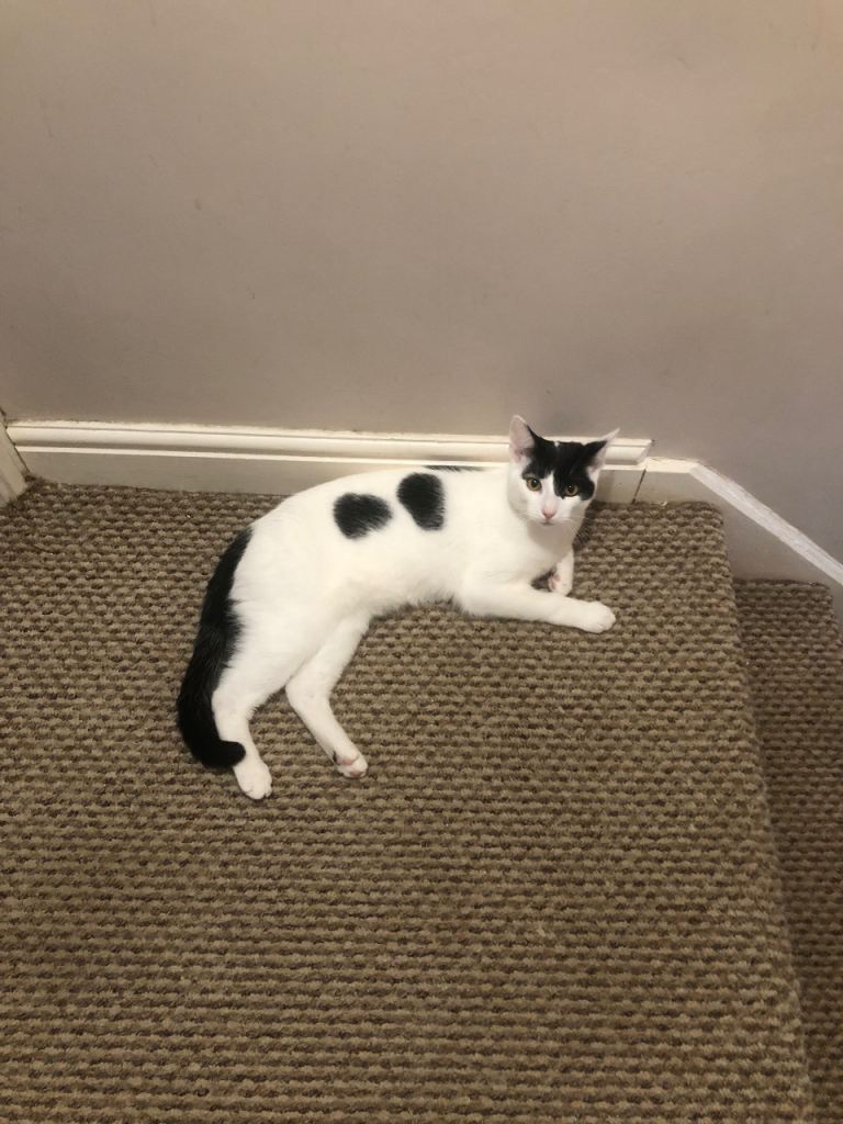 Male  9 month old cat looking for a loving home