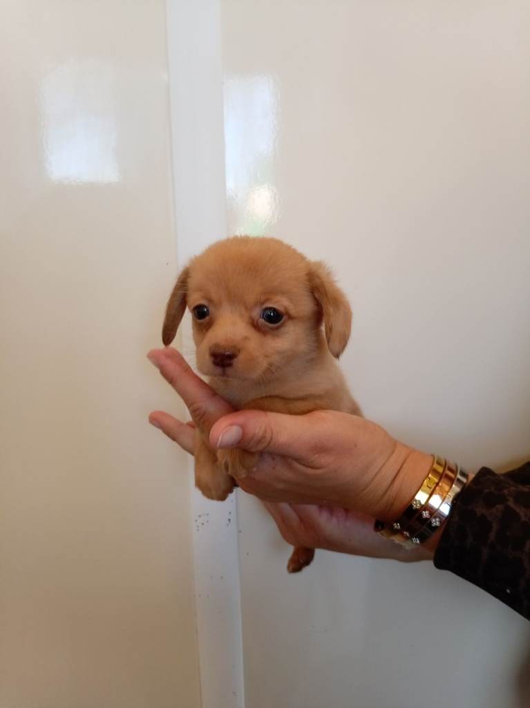 Dachuand x puppies