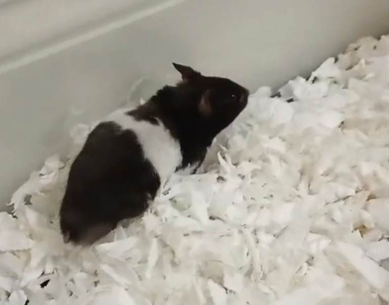 Syrian hamster