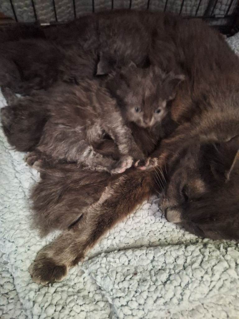 6 gray fluffy kitten