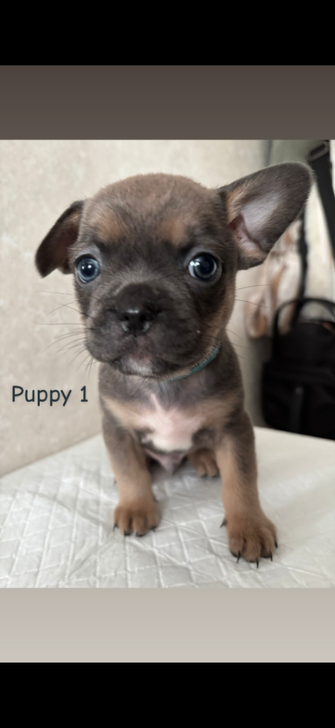 Pug Shih Tzu X French bulldog 