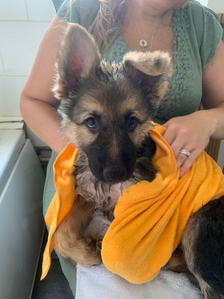 Family Raised Straight Backed German Shepherd puppies