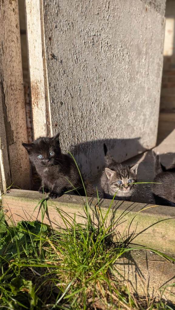 5 Adorable Kittens Looking for Their Forever Homes 🐾