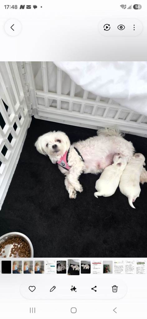 KC Maltese Puppies 
