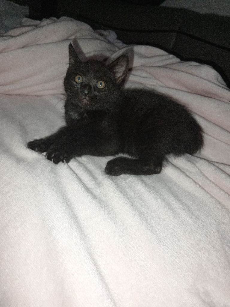 Kitten 