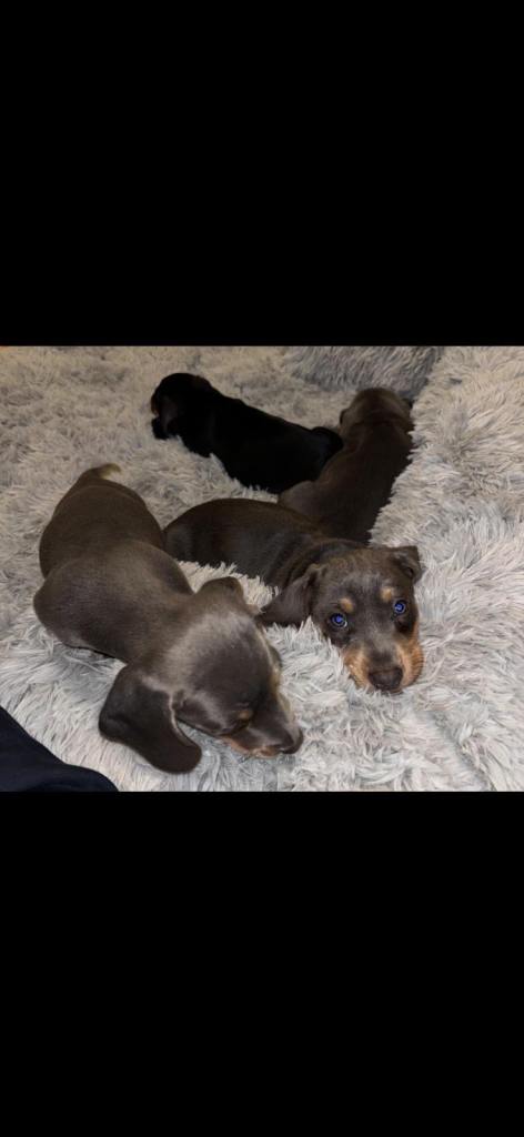Miniature dachshund puppies