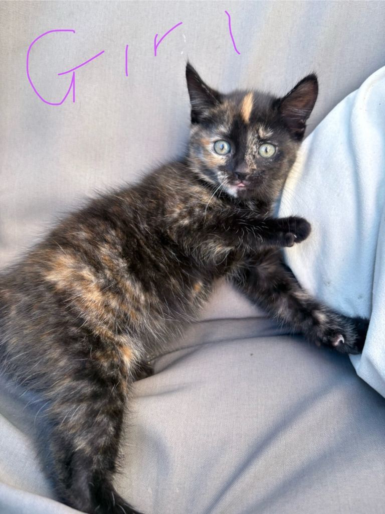 Half Ragdoll kittens ready for forever homes 