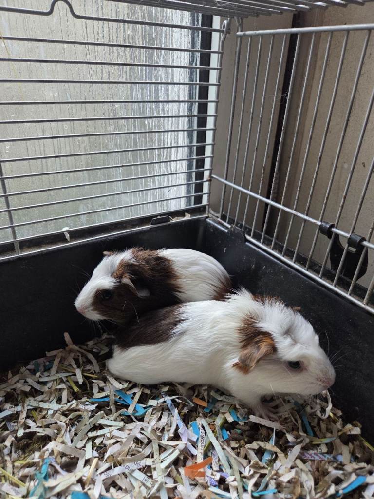 Baby guinea pig boys for sale 