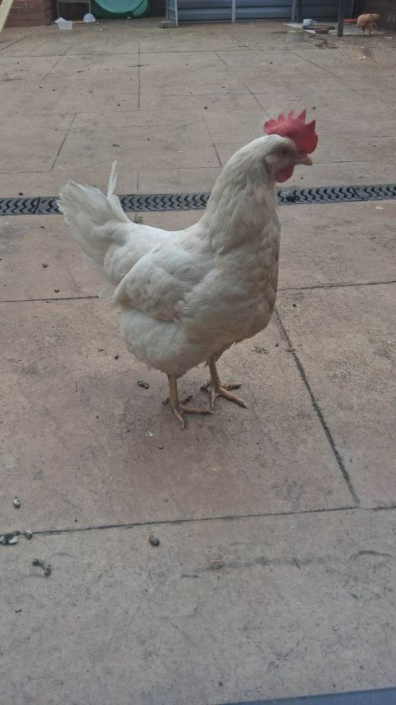 1 Aseel chicken & 1 Leghorn with chicken coop