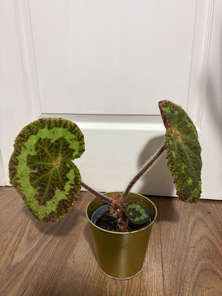 Tropical Begonia Plant