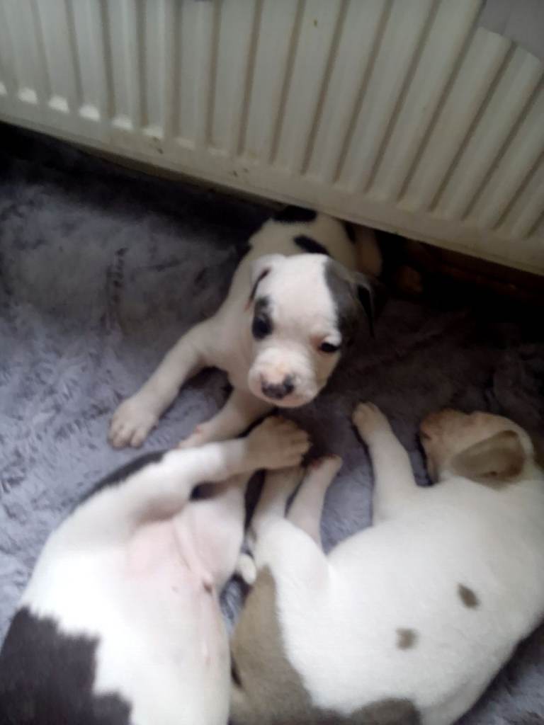 Staffy X Pups 