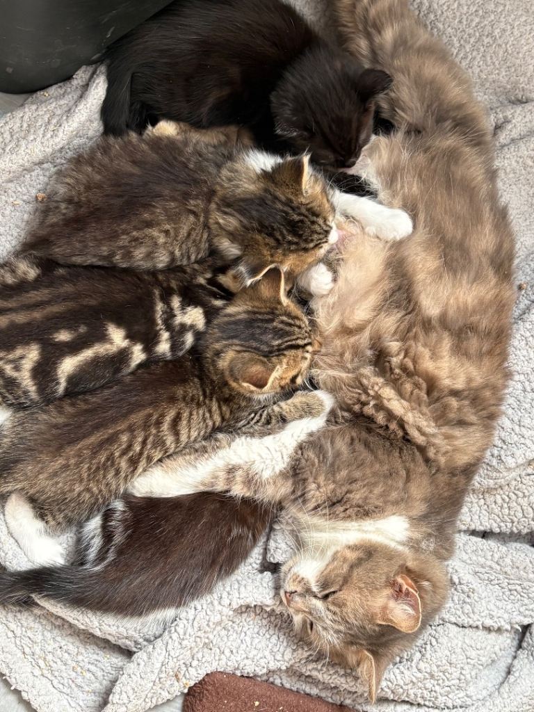 5 kittens 