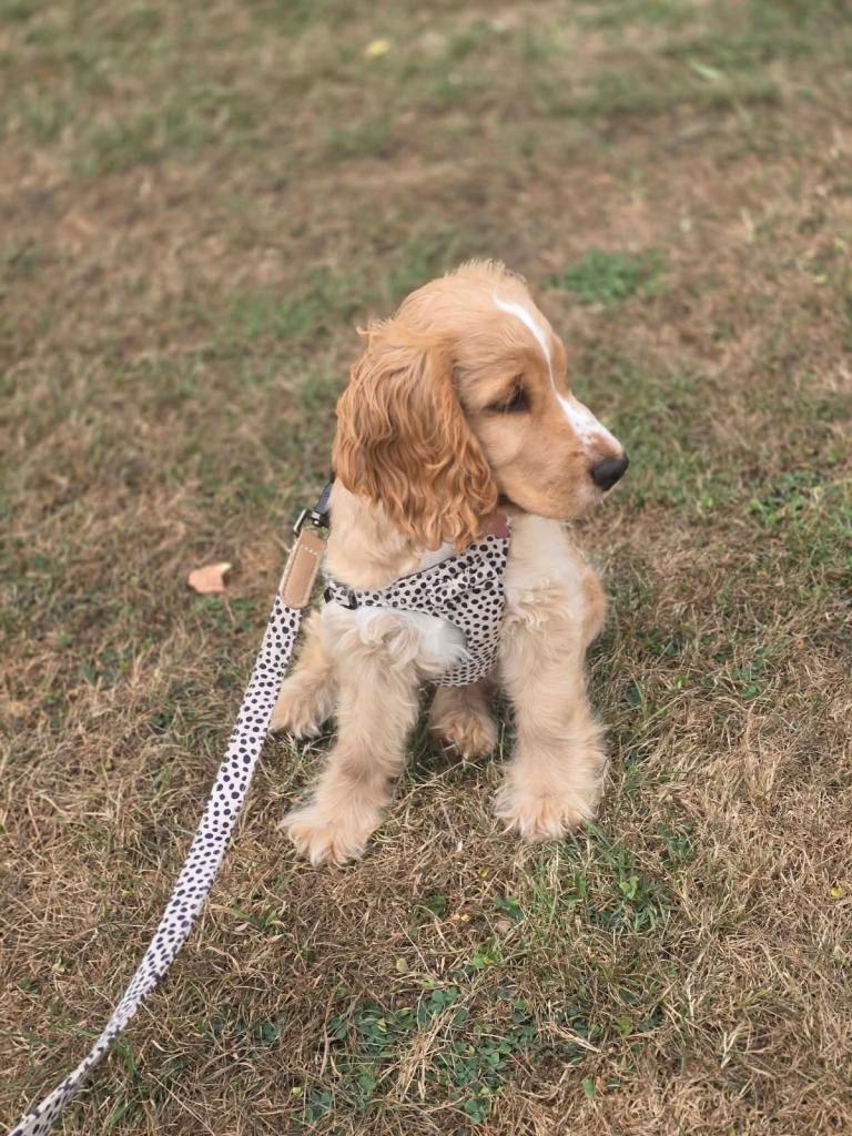 Pedigree golden show cocker spaniel 