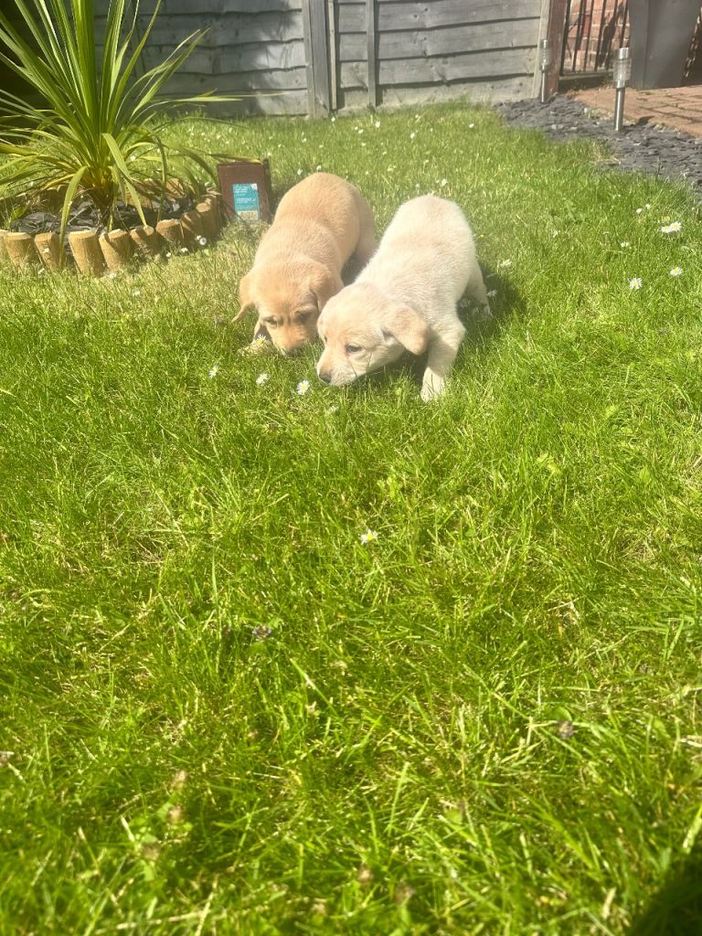 Labrador puppies