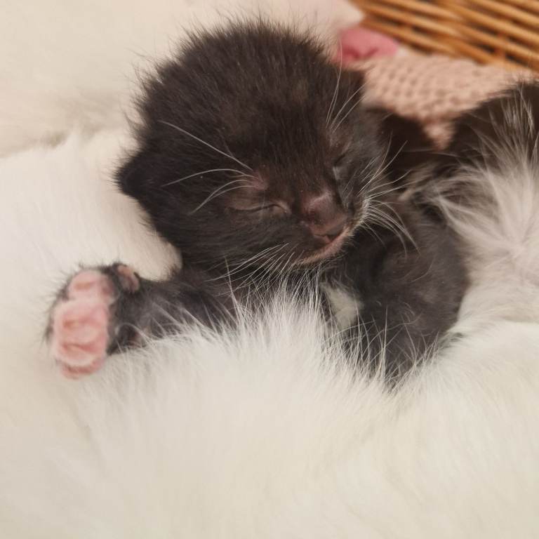 💖 2 gorgeous little kittens left, whom are looking for their loving new family  x