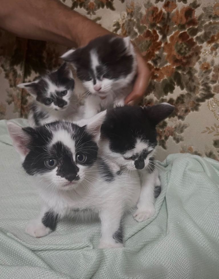 Four Adorable Playful Fluffy Little Kittens Looking for Live Home 2 Male & 2 Female 