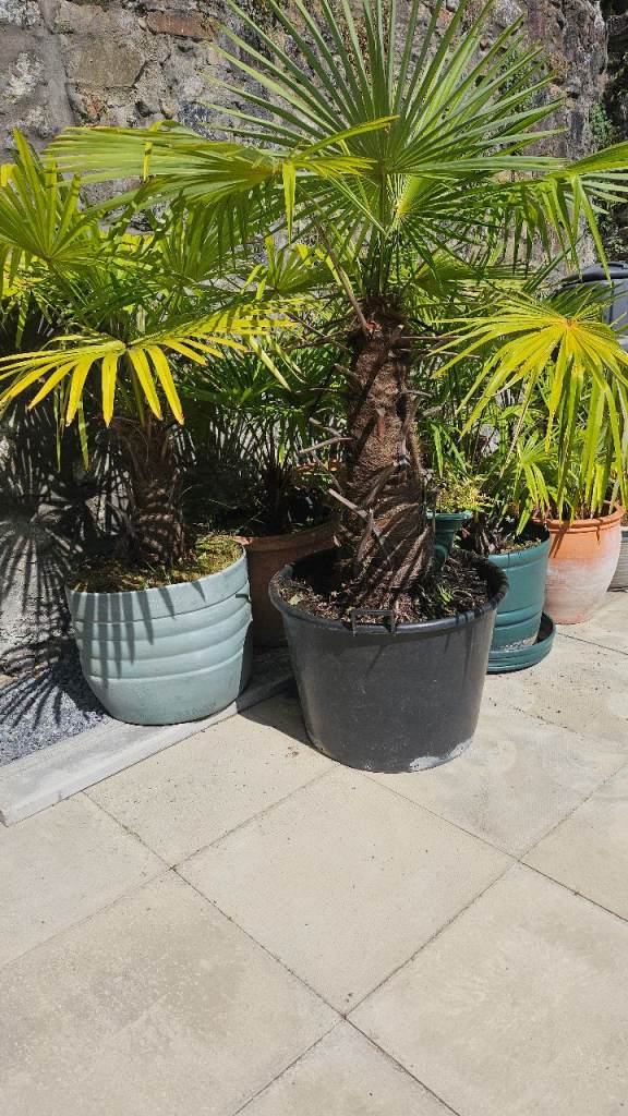 PALM,TREES