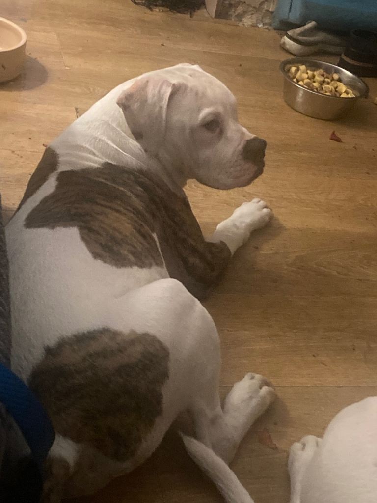 american bulldog 20wks old