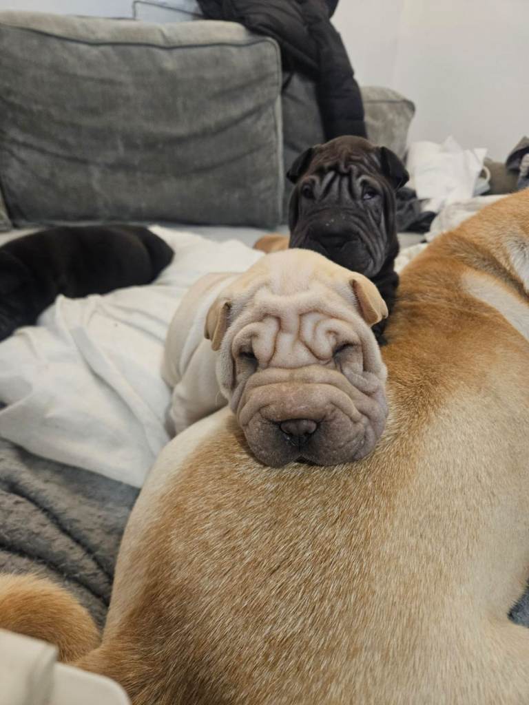 Beautiful wrinkly shsr pei pups 