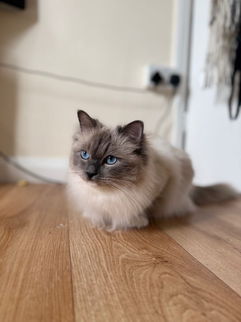 Lilac Point Ragdoll for sale