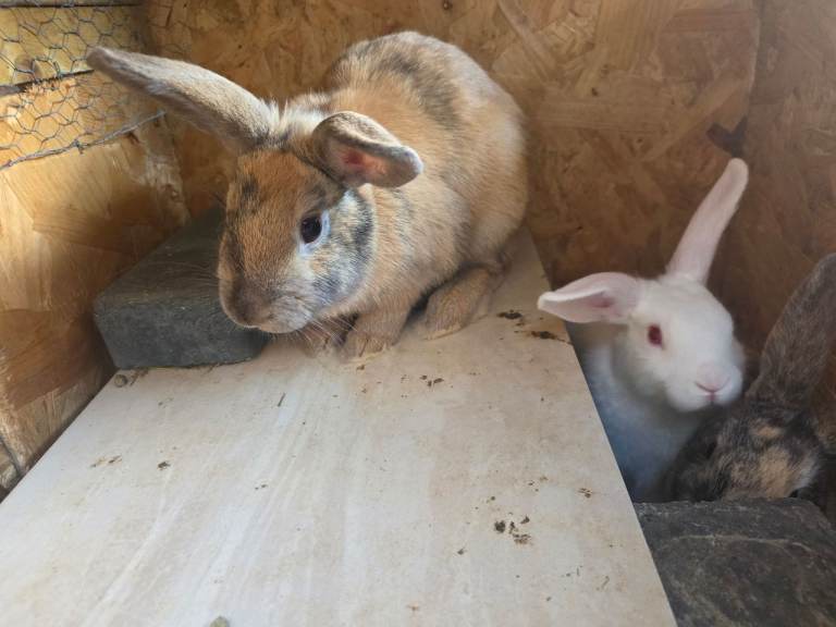 Bunnies for sale 