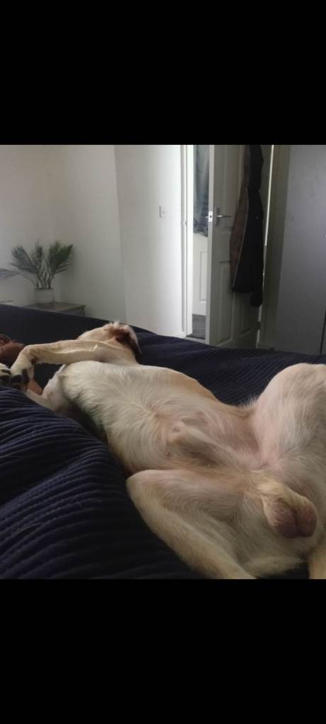 Im in need of a new loving home 