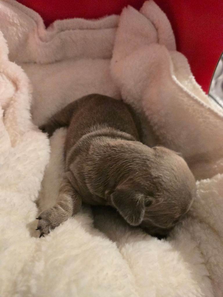 French bulldog pups for sale 