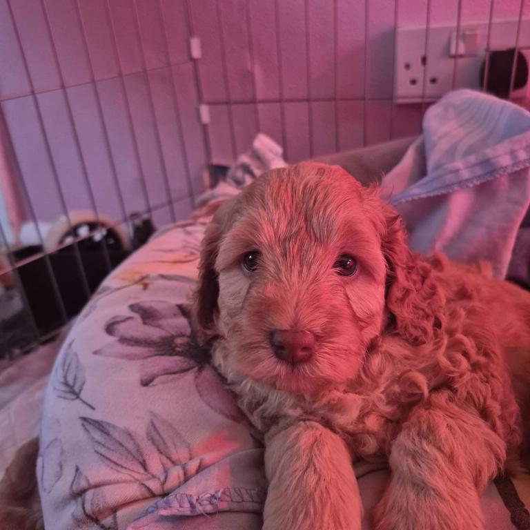 Cockapoo Puppys 