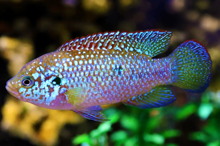 Neon Jewel Cichlids