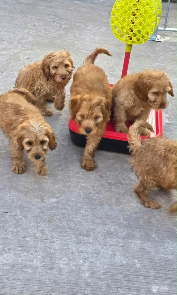 Cockerpoo Puppies 