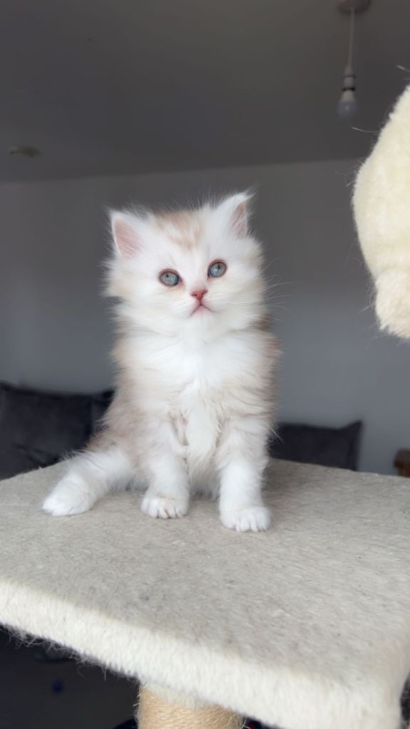 British short hair kittens 3 females 1 male 