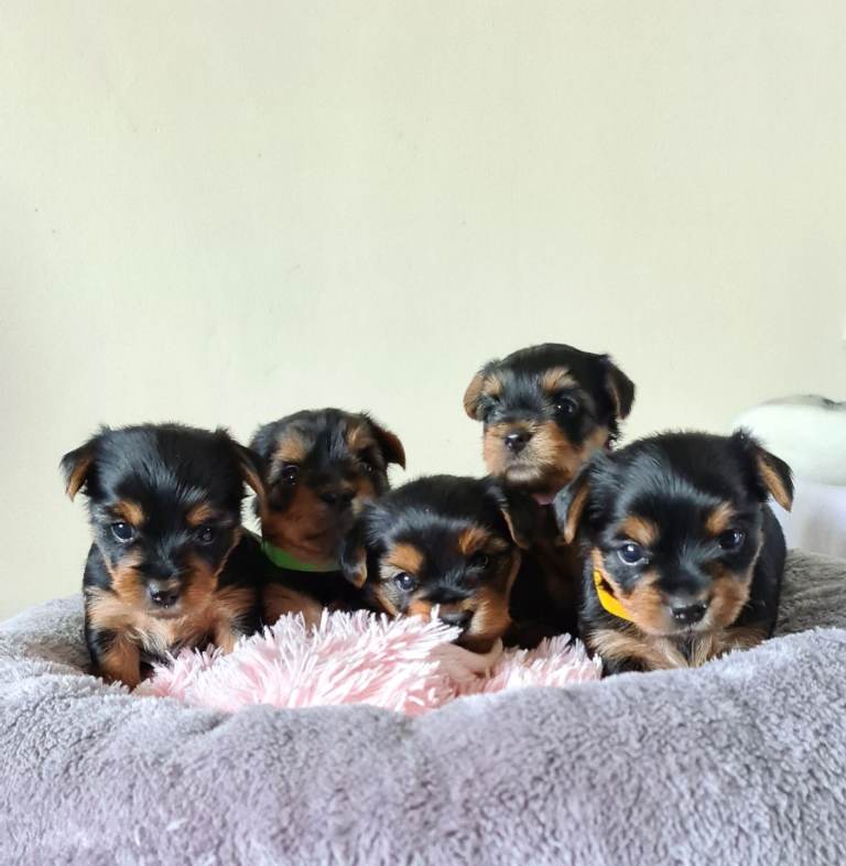 Yorkshire terriers puppies 