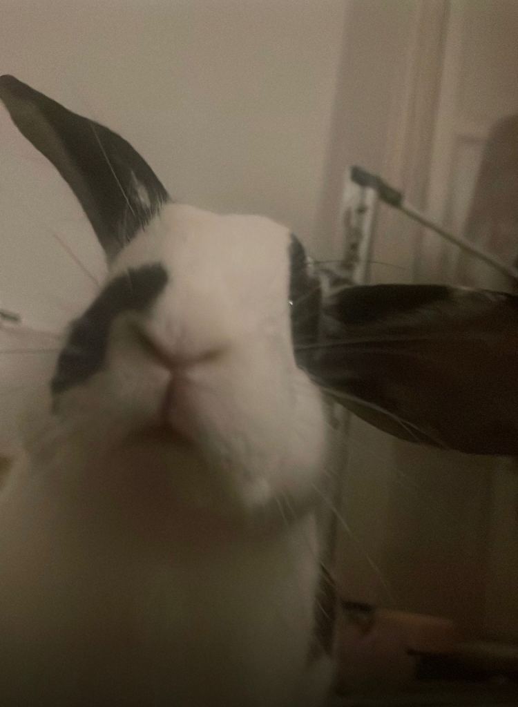 Cute Rabbit Seeking for a new Home 