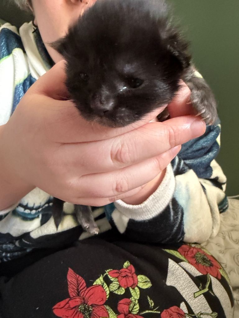 maine coon kittens for sale