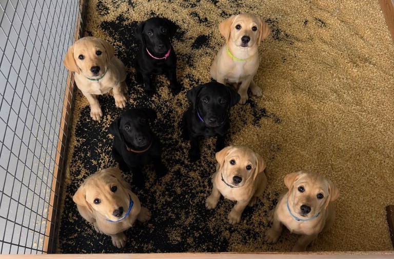 Pedigree & KC Registered Labrador Pups 