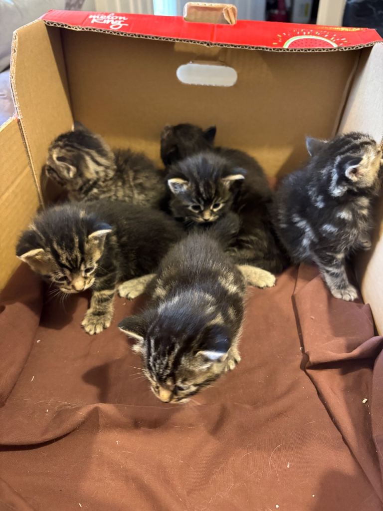 Kittens 