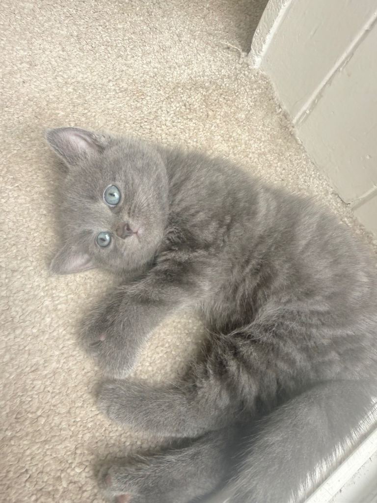 Lovely cats 