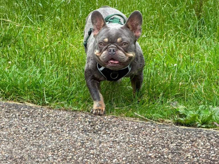 French bulldog 