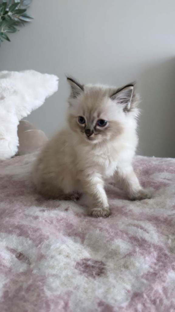 Ragdoll kitten