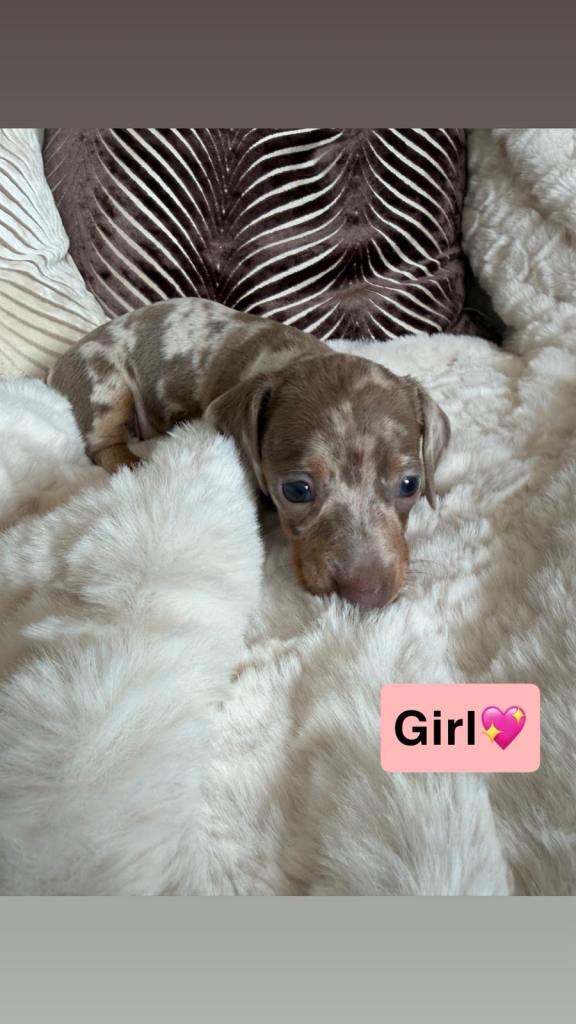 Kc registered miniature dachshund puppies for sale 