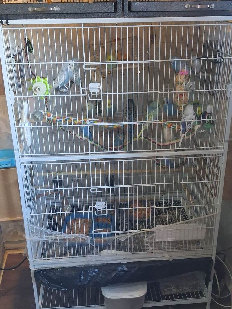 Bird cage free delivery local