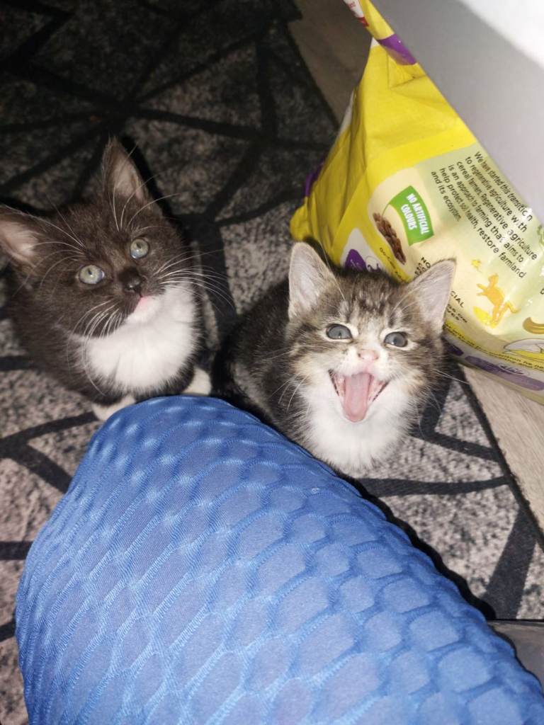 Kittens 