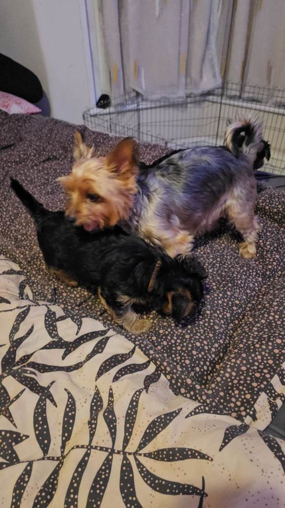 2 Yorkshire Terrier puppies 700 £ all are boys