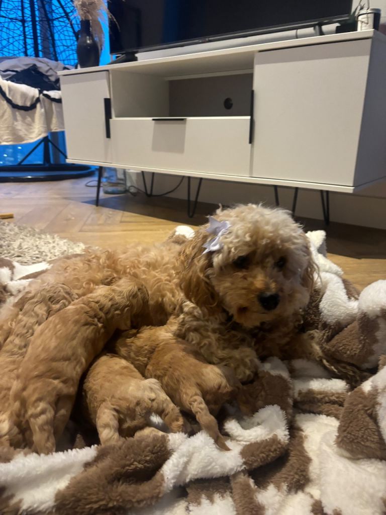 BABY TEDDY FLUFFY COCKAPOO PUPPIES