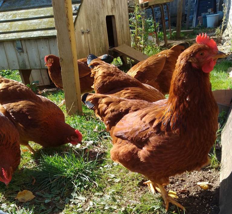 Goldline Point of Lay Hens Available 