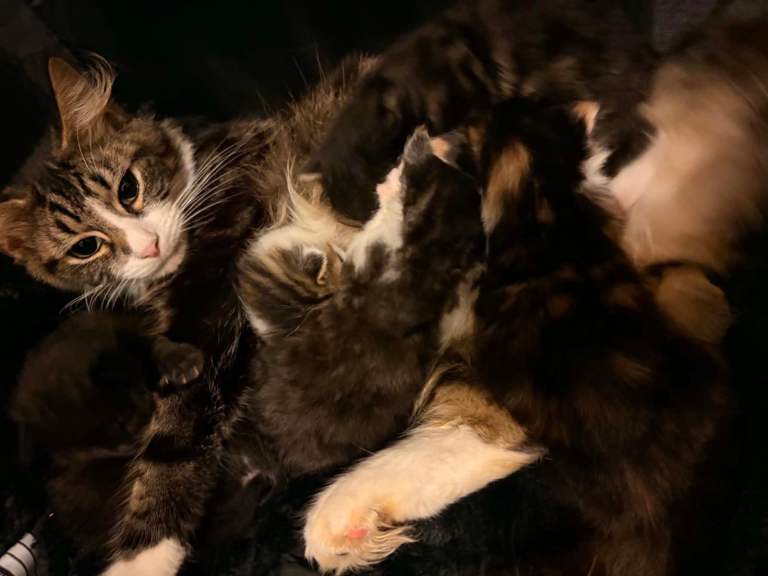 2 kittens left 